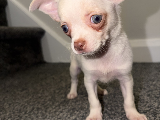 Purebred chihuahuas puppies for sale