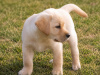Labrador Retriever for sale in Kilkenny - photo 1