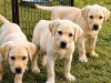 Labrador Retriever for sale in Kilkenny - photo 2