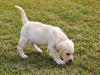 Labrador Retriever for sale in Kilkenny - photo 3