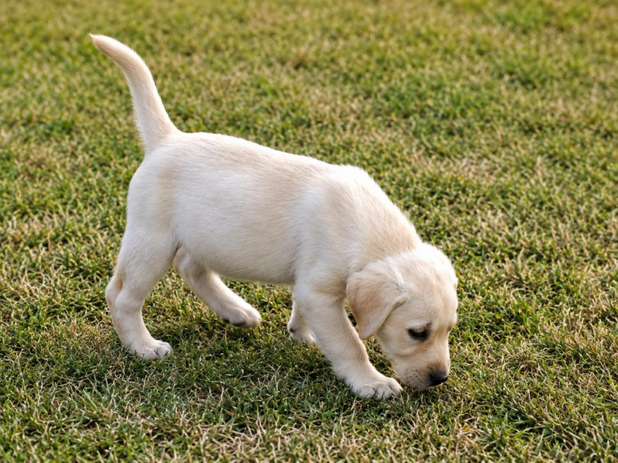 Labrador Retriever for sale in Kilkenny - photo 3