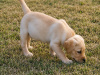Labrador Retriever for sale in Kilkenny - photo 4