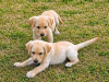 Labrador Retriever for sale in Kilkenny - photo 5