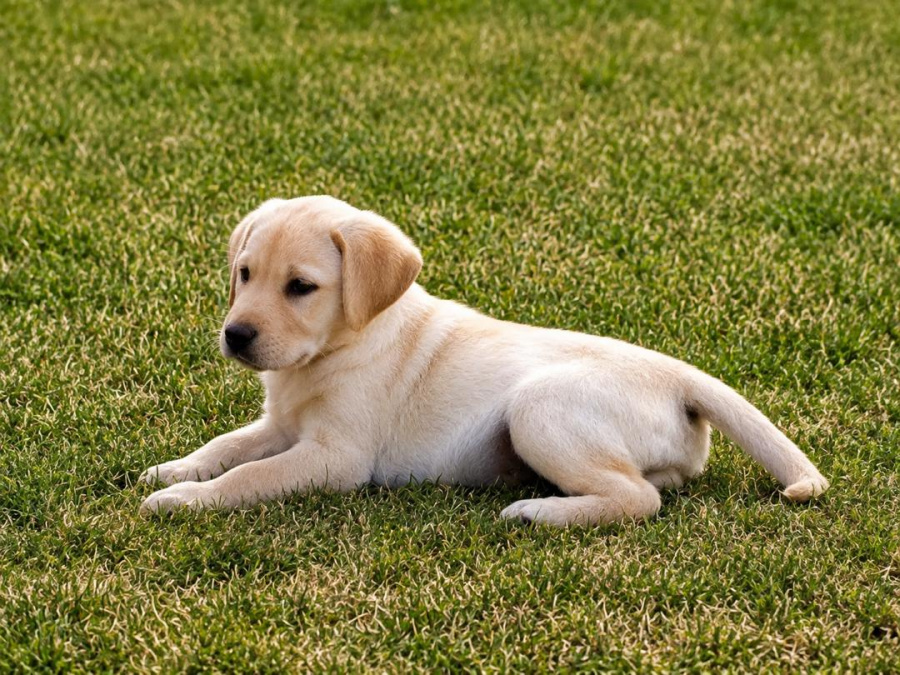 Labrador Retriever for sale in Kilkenny - photo 6
