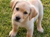 Labrador Retriever for sale in Kilkenny - photo 7