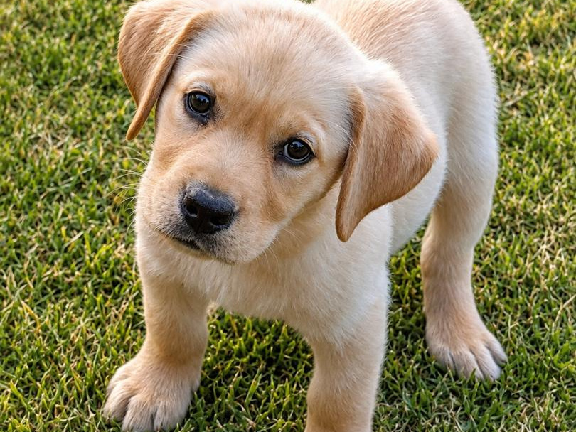 Labrador Retriever for sale in Kilkenny - photo 7