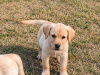 Labrador Retriever for sale in Kilkenny - photo 8