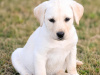 Labrador Retriever for sale in Kilkenny - photo 9
