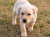 Labrador Retriever for sale in Kilkenny - photo 10