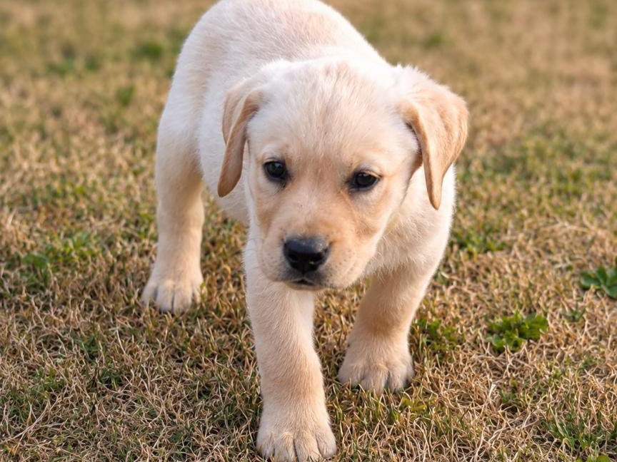 Labrador Retriever for sale in Kilkenny - photo 10