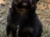 Chihuahua for sale in Meath - photo 1
