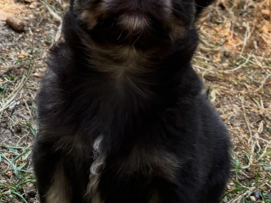 💗💗💗💗video chihuahua 💗💗💗