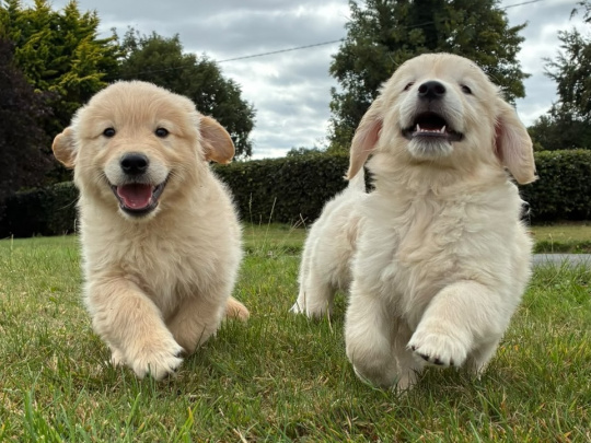 Gorgeous Pedigree Golden Retrievers
