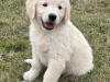 Golden Retriever for sale in Cork - photo 3