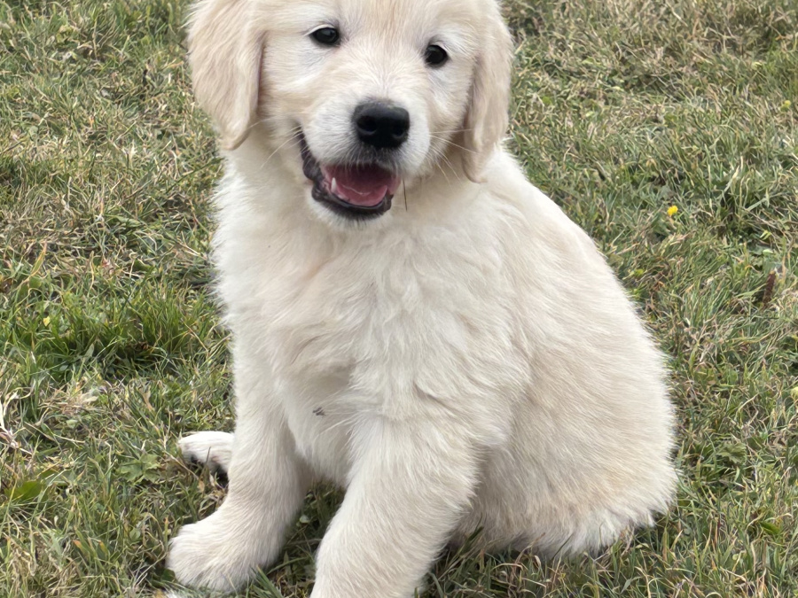 Golden Retriever for sale in Cork - photo 3