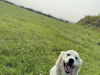 Golden Retriever for sale in Cork - photo 2