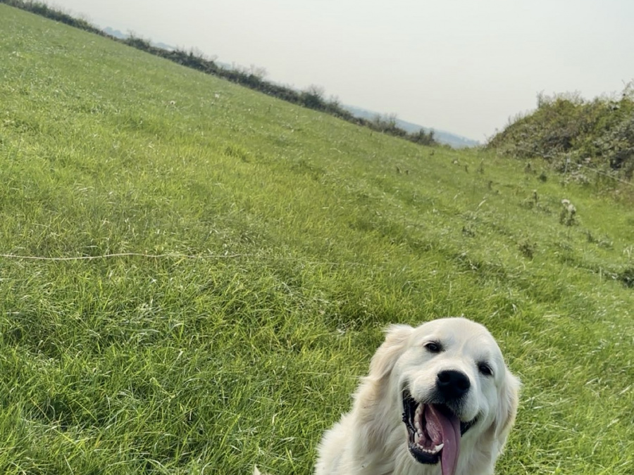 Golden Retriever for sale in Cork - photo 2