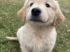 Golden Retriever for sale in Cork - photo 4