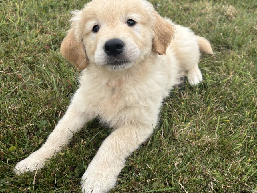 Golden Retriever for sale in Cork - photo 5