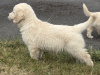 Golden Retriever for sale in Cork - photo 6