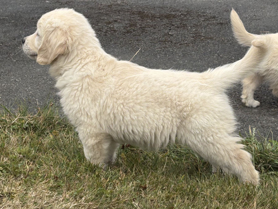 Golden Retriever for sale in Cork - photo 6
