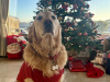 Golden Retriever for sale in Cork - photo 7