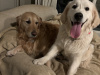 Golden Retriever for sale in Cork - photo 8