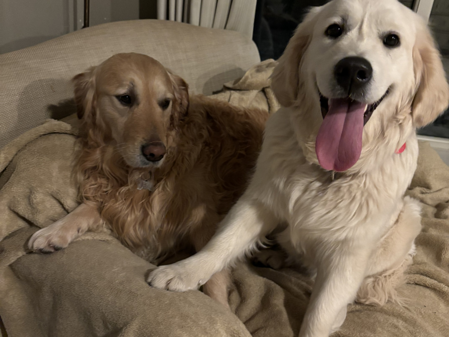 Golden Retriever for sale in Cork - photo 8