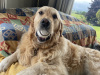 Golden Retriever for sale in Cork - photo 9