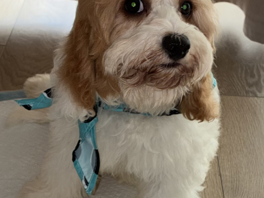 White & Apricot male Cavapoo