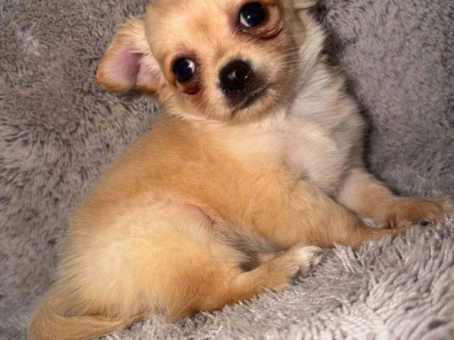 Chihuahua for sale in Kildare - photo 3