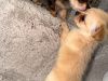 Chihuahua for sale in Kildare - photo 6