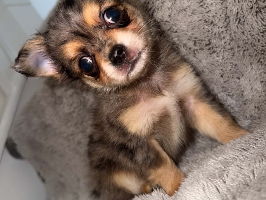 Chihuahua for sale in Kildare - photo 8