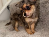 Chihuahua for sale in Kildare - photo 7