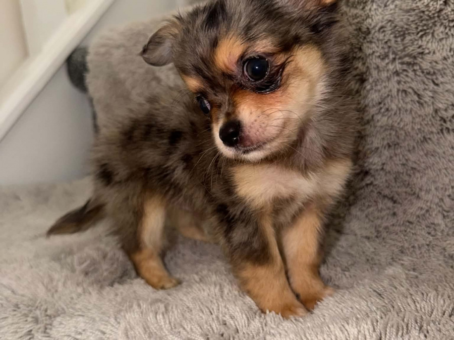 Chihuahua for sale in Kildare - photo 7