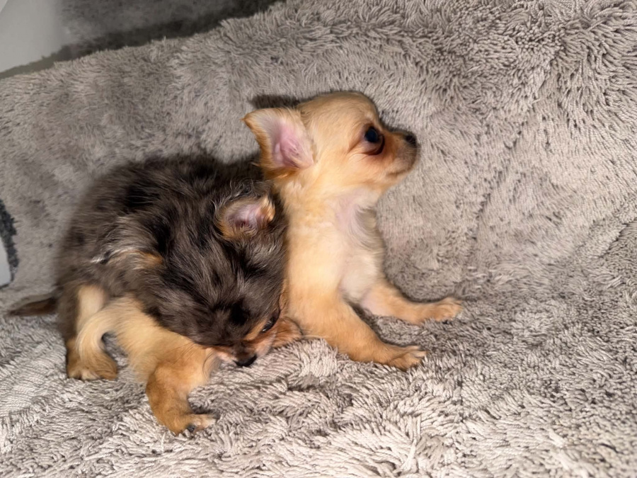 Chihuahua for sale in Kildare - photo 4