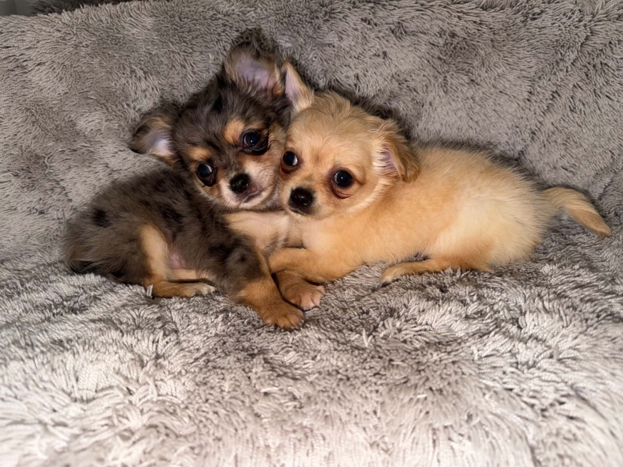 Chihuahua for sale in Kildare - photo 5