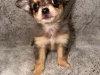 Chihuahua for sale in Kildare - photo 2