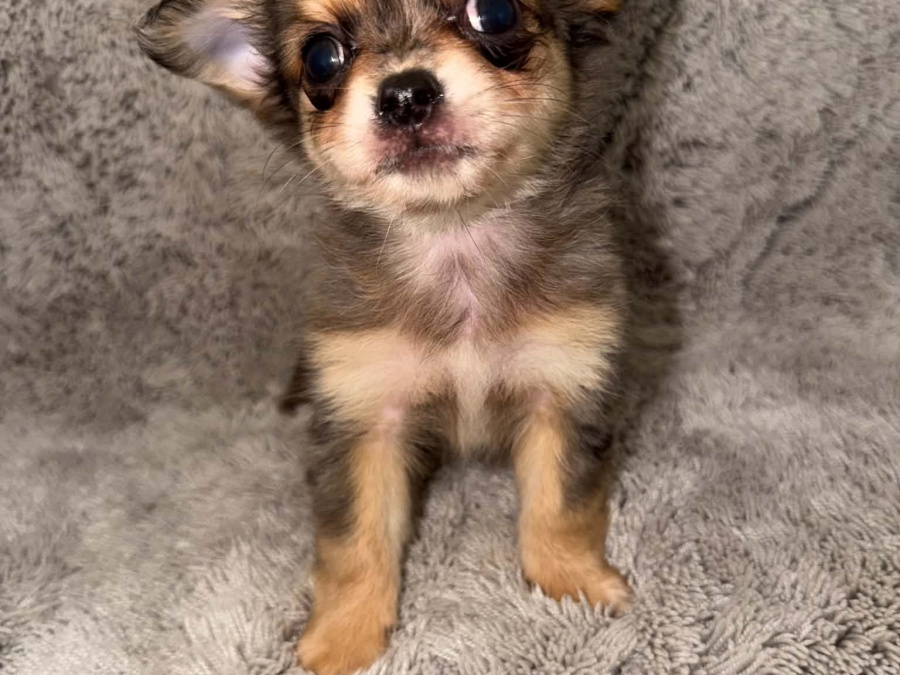 Chihuahua for sale in Kildare - photo 2