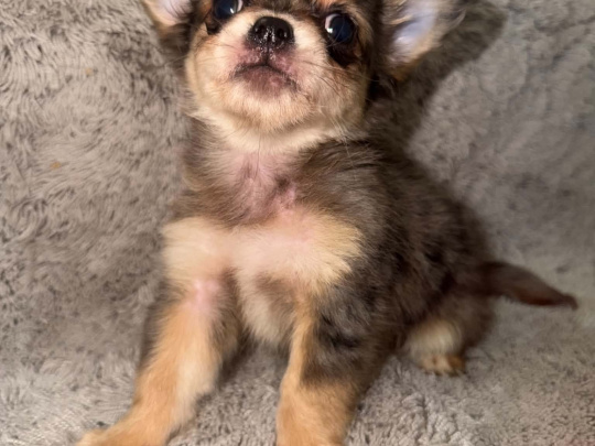 Full breed chihuahua puppies for sale