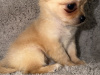 Chihuahua for sale in Kildare - photo 10