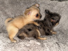 Chihuahua for sale in Kildare - photo 9