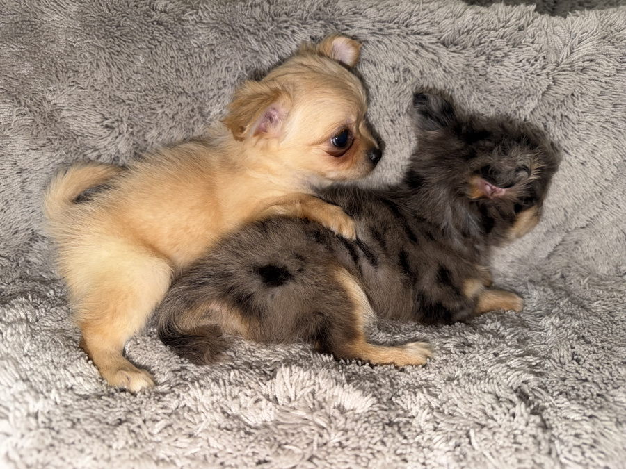Chihuahua for sale in Kildare - photo 9