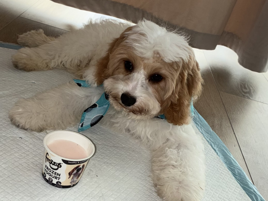 Cavapoo for sale in Dublin - photo 1