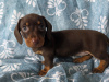 Dachshund for sale in Dublin - photo 1