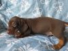 Dachshund for sale in Dublin - photo 2