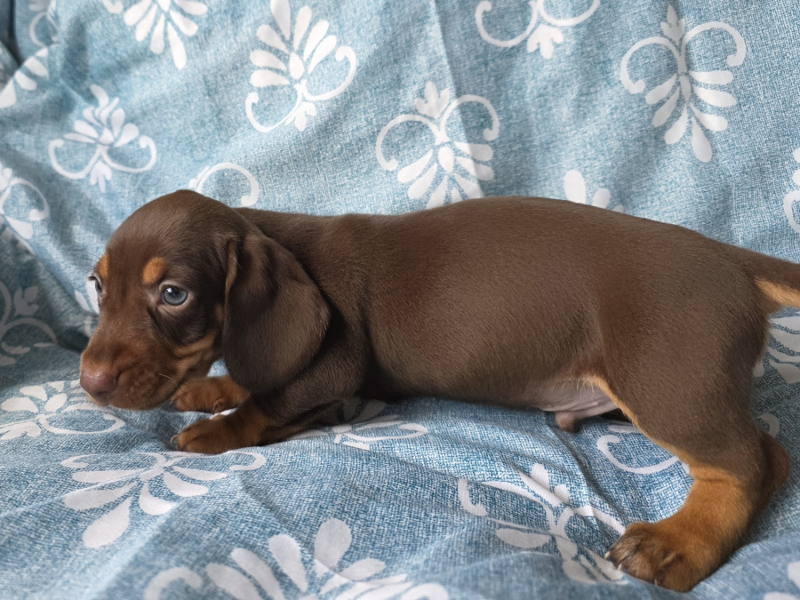 Dachshund for sale in Dublin - photo 2
