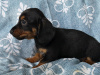 Dachshund for sale in Dublin - photo 4