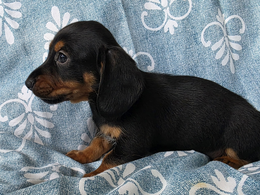 Dachshund for sale in Dublin - photo 4