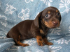 Dachshund for sale in Dublin - photo 3